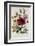 Hibiscus Africanus Botanical Illustration-null-Framed Giclee Print