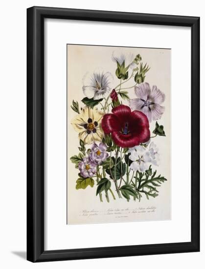 Hibiscus Africanus Botanical Illustration-null-Framed Giclee Print