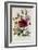 Hibiscus Africanus Botanical Illustration-null-Framed Giclee Print