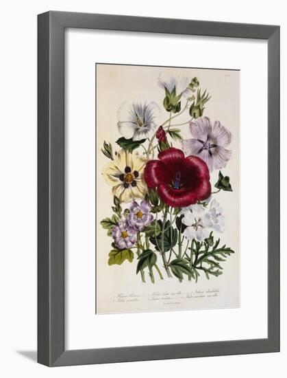 Hibiscus Africanus Botanical Illustration-null-Framed Giclee Print