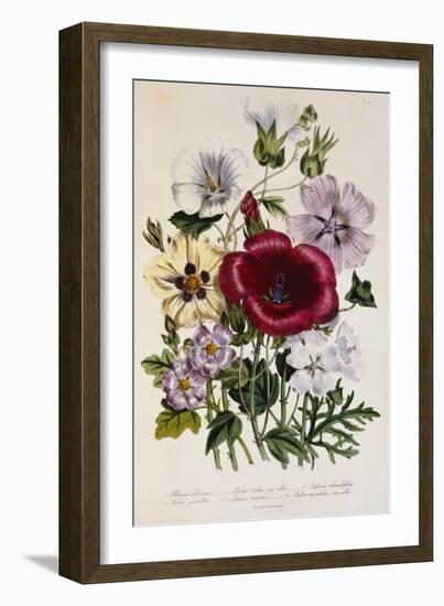 Hibiscus Africanus Botanical Illustration-null-Framed Giclee Print