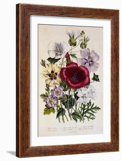 Hibiscus Africanus Botanical Illustration-null-Framed Giclee Print