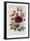 Hibiscus Africanus Botanical Illustration-null-Framed Giclee Print