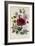 Hibiscus Africanus Botanical Illustration-null-Framed Giclee Print