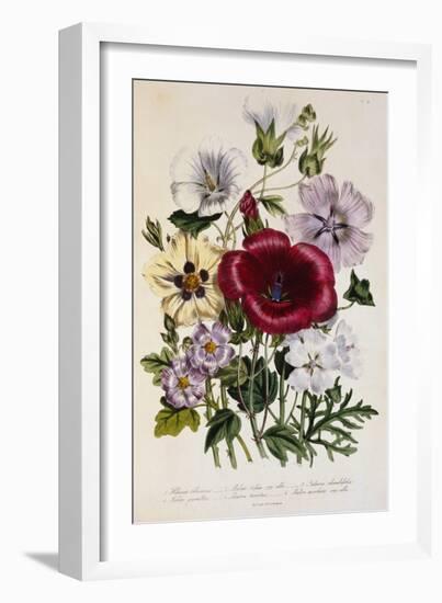 Hibiscus Africanus Botanical Illustration-null-Framed Giclee Print