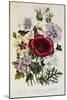 Hibiscus Africanus Botanical Illustration-null-Mounted Giclee Print