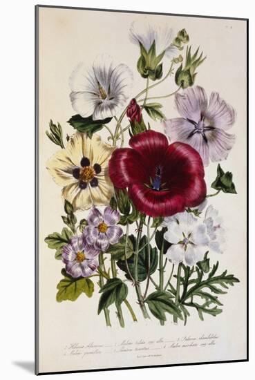 Hibiscus Africanus Botanical Illustration-null-Mounted Giclee Print