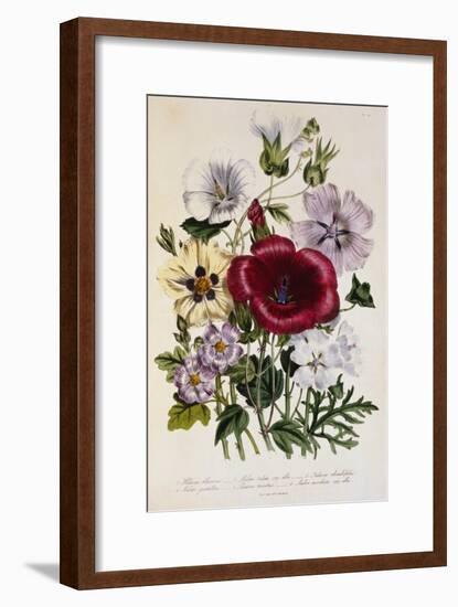 Hibiscus Africanus Botanical Illustration-null-Framed Giclee Print