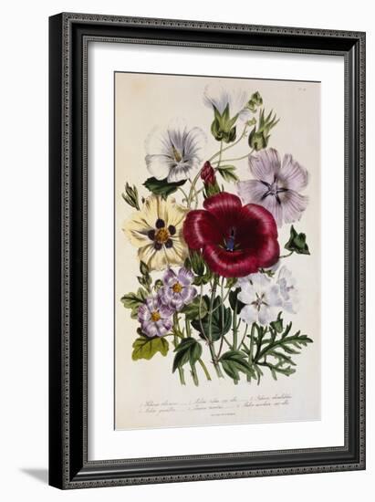 Hibiscus Africanus Botanical Illustration-null-Framed Giclee Print