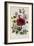 Hibiscus Africanus Botanical Illustration-null-Framed Giclee Print