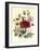 Hibiscus Africanus, Malope Trifeda and Lavatera Trimestra, c.1800-null-Framed Giclee Print