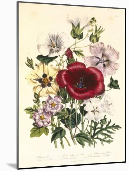 Hibiscus Africanus, Malope Trifeda and Lavatera Trimestra, c.1800-null-Mounted Giclee Print