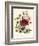 Hibiscus Africanus, Malope Trifeda and Lavatera Trimestra, c.1800-null-Framed Giclee Print