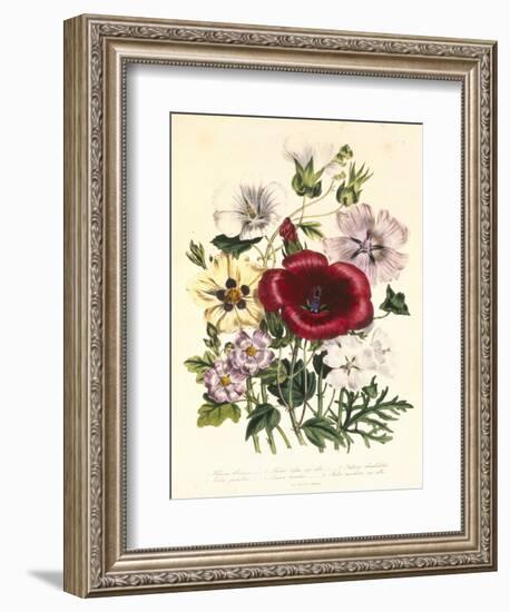 Hibiscus Africanus, Malope Trifeda and Lavatera Trimestra, c.1800-null-Framed Giclee Print