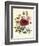 Hibiscus Africanus, Malope Trifeda and Lavatera Trimestra, c.1800-null-Framed Giclee Print