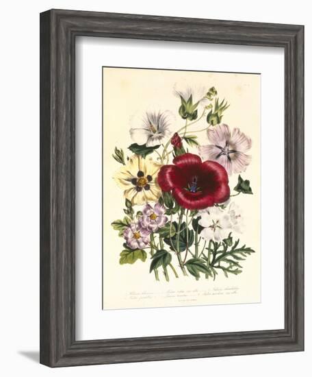 Hibiscus Africanus, Malope Trifeda and Lavatera Trimestra, c.1800-null-Framed Giclee Print