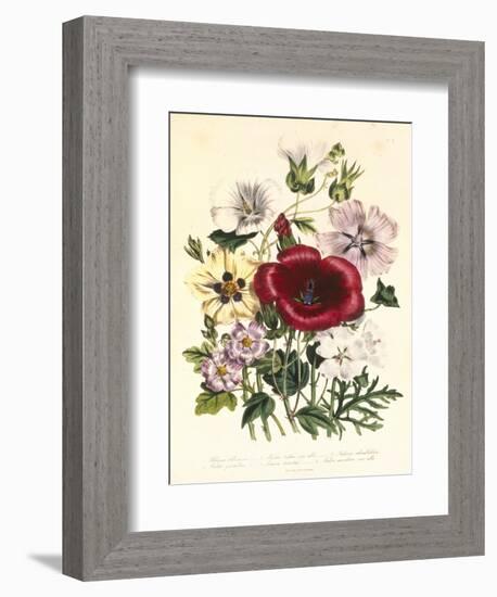 Hibiscus Africanus, Malope Trifeda and Lavatera Trimestra, c.1800-null-Framed Giclee Print