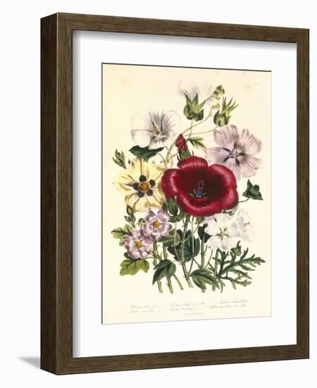 Hibiscus Africanus, Malope Trifeda and Lavatera Trimestra, c.1800-null-Framed Giclee Print