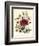 Hibiscus Africanus, Malope Trifeda and Lavatera Trimestra, c.1800-null-Framed Giclee Print