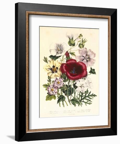 Hibiscus Africanus, Malope Trifeda and Lavatera Trimestra, c.1800-null-Framed Giclee Print