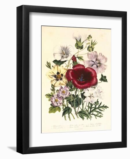 Hibiscus Africanus, Malope Trifeda and Lavatera Trimestra, c.1800--Framed Giclee Print