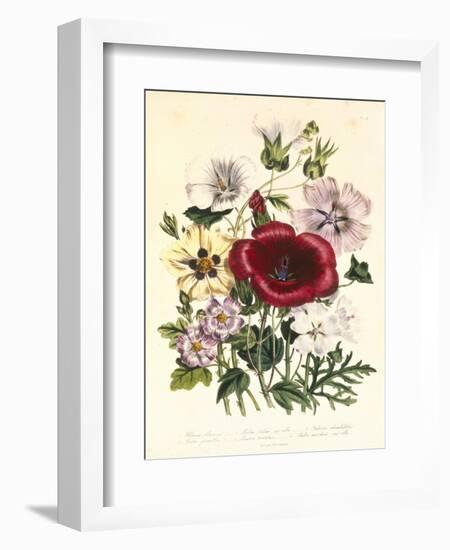 Hibiscus Africanus, Malope Trifeda and Lavatera Trimestra, c.1800-null-Framed Giclee Print