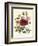 Hibiscus Africanus, Malope Trifeda and Lavatera Trimestra, c.1800-null-Framed Giclee Print