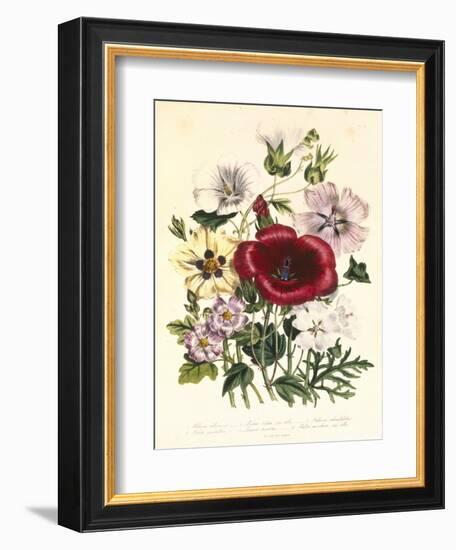 Hibiscus Africanus, Malope Trifeda and Lavatera Trimestra, c.1800-null-Framed Giclee Print