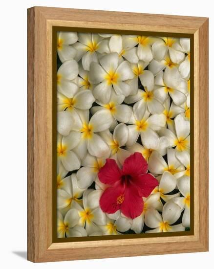 Hibiscus and Plumeria Blooms-Stuart Westmorland-Framed Premier Image Canvas