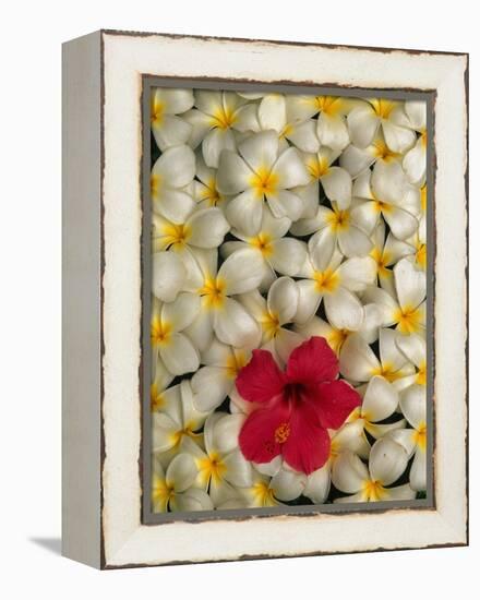 Hibiscus and Plumeria Blooms-Stuart Westmorland-Framed Premier Image Canvas