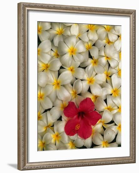 Hibiscus and Plumeria Blooms-Stuart Westmorland-Framed Photographic Print