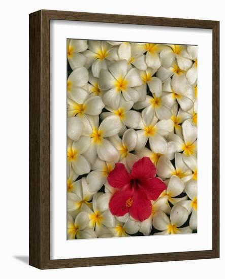 Hibiscus and Plumeria Blooms-Stuart Westmorland-Framed Photographic Print