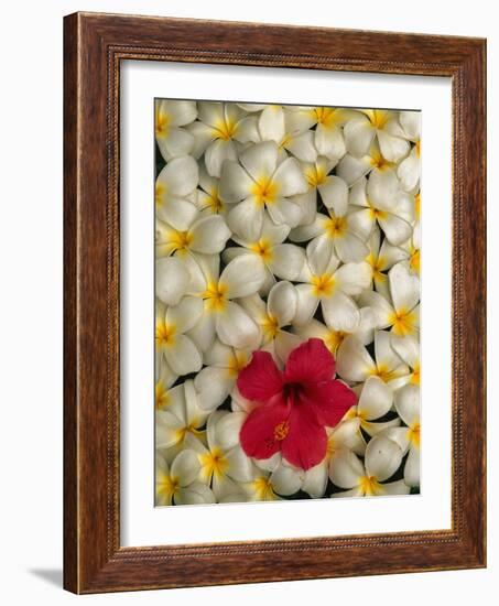 Hibiscus and Plumeria Blooms-Stuart Westmorland-Framed Photographic Print