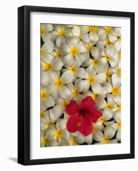 Hibiscus and Plumeria Blooms-Stuart Westmorland-Framed Photographic Print