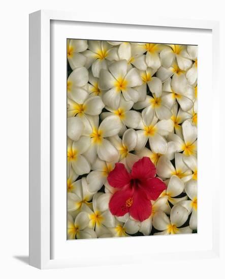 Hibiscus and Plumeria Blooms-Stuart Westmorland-Framed Photographic Print