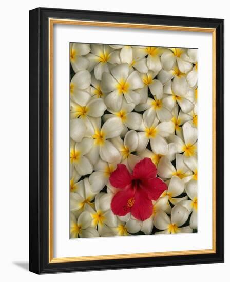 Hibiscus and Plumeria Blooms-Stuart Westmorland-Framed Photographic Print