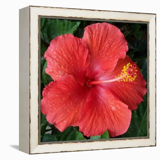 Hibiscus Bloom-Herb Dickinson-Framed Premier Image Canvas