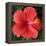 Hibiscus Bloom-Herb Dickinson-Framed Premier Image Canvas