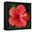 Hibiscus Bloom-Herb Dickinson-Framed Premier Image Canvas