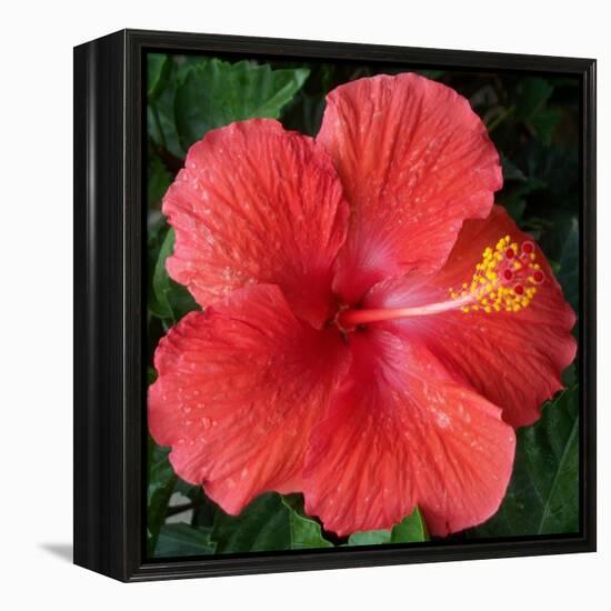 Hibiscus Bloom-Herb Dickinson-Framed Premier Image Canvas