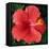 Hibiscus Bloom-Herb Dickinson-Framed Premier Image Canvas