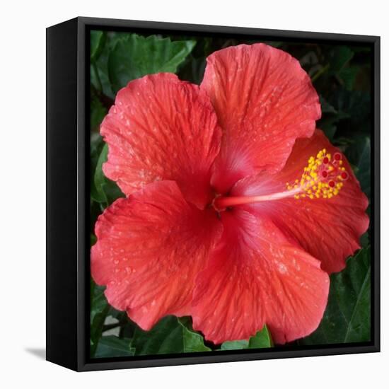 Hibiscus Bloom-Herb Dickinson-Framed Premier Image Canvas