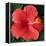 Hibiscus Bloom-Herb Dickinson-Framed Premier Image Canvas