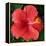 Hibiscus Bloom-Herb Dickinson-Framed Premier Image Canvas