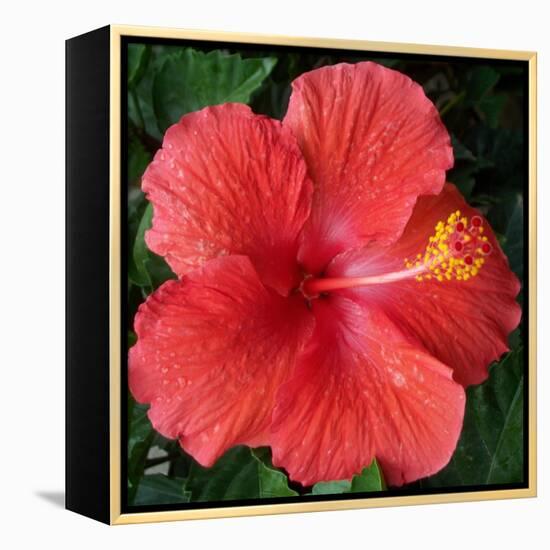 Hibiscus Bloom-Herb Dickinson-Framed Premier Image Canvas