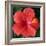 Hibiscus Bloom-Herb Dickinson-Framed Photographic Print