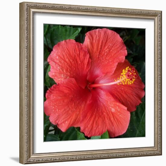 Hibiscus Bloom-Herb Dickinson-Framed Photographic Print