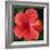 Hibiscus Bloom-Herb Dickinson-Framed Photographic Print