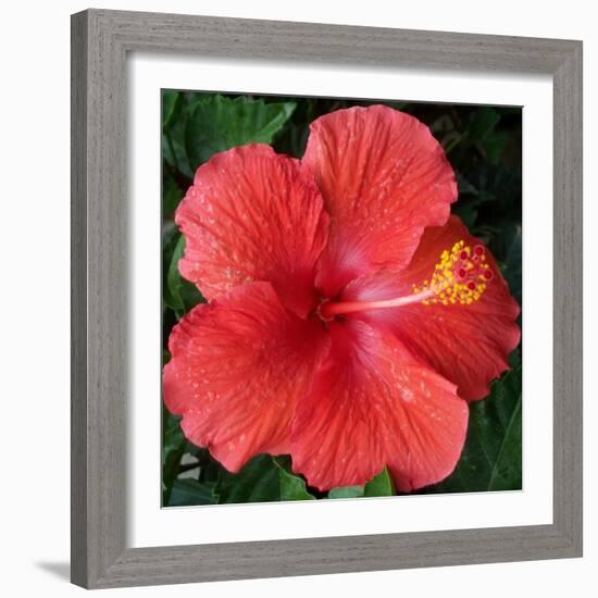 Hibiscus Bloom-Herb Dickinson-Framed Photographic Print