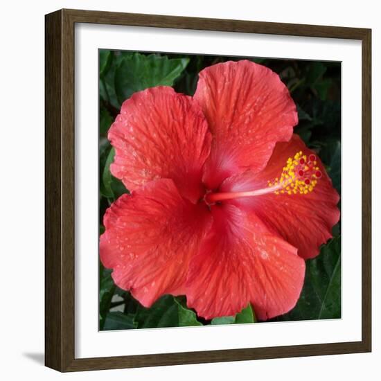 Hibiscus Bloom-Herb Dickinson-Framed Photographic Print